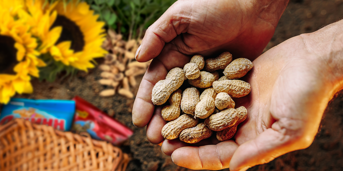 "Арахис, подсолнечные и тыквенные семечки — ключевые продукты для выживания в условиях нехватки ресурсов благодаря своей питательности и простоте выращивания."