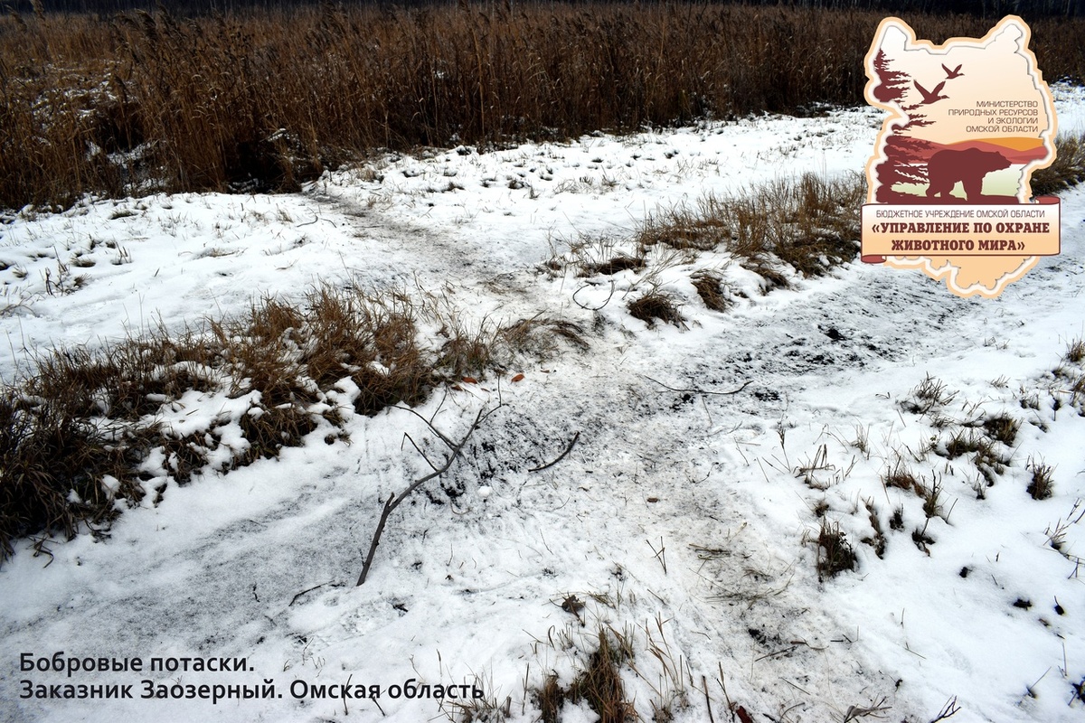    Фото: пресс-служба омского Управления охраны животного мира