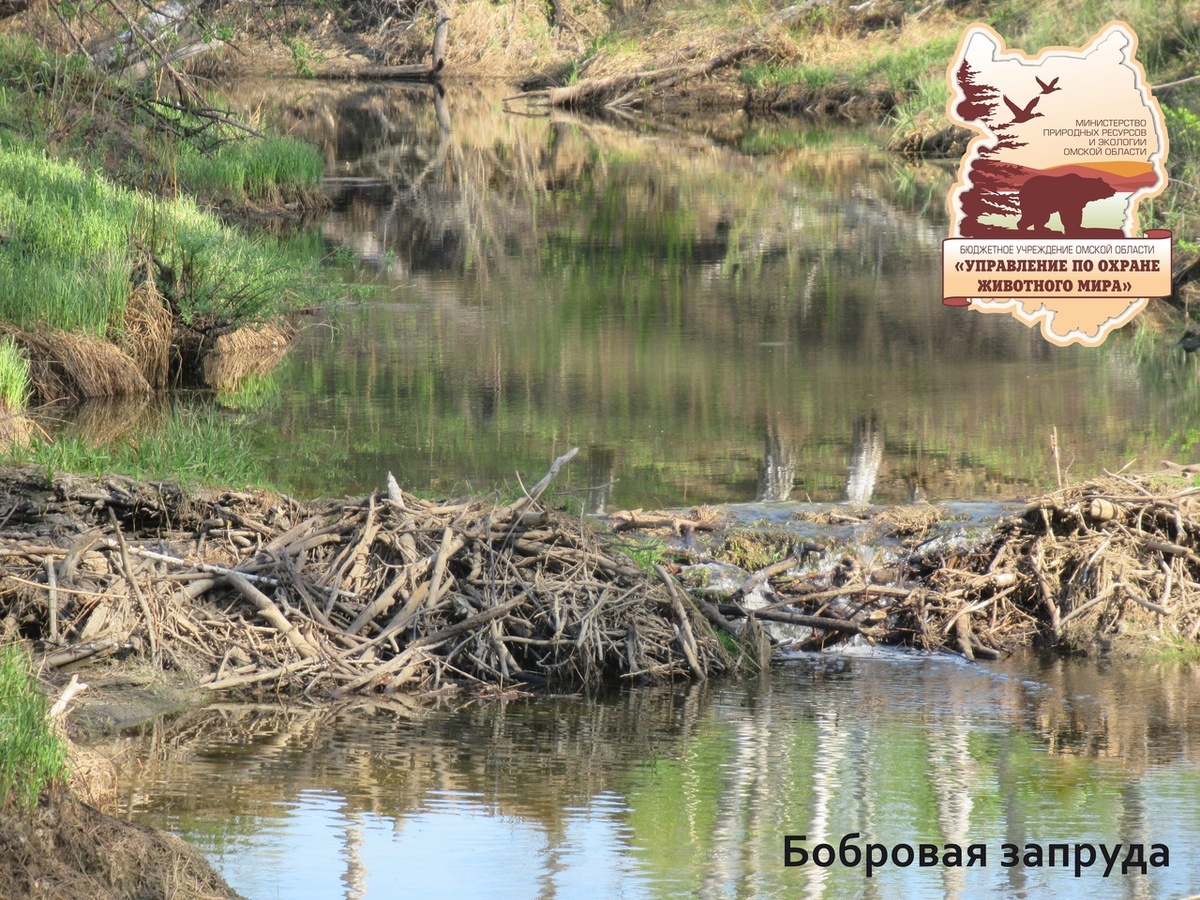    Фото: пресс-служба омского Управления охраны животного мира