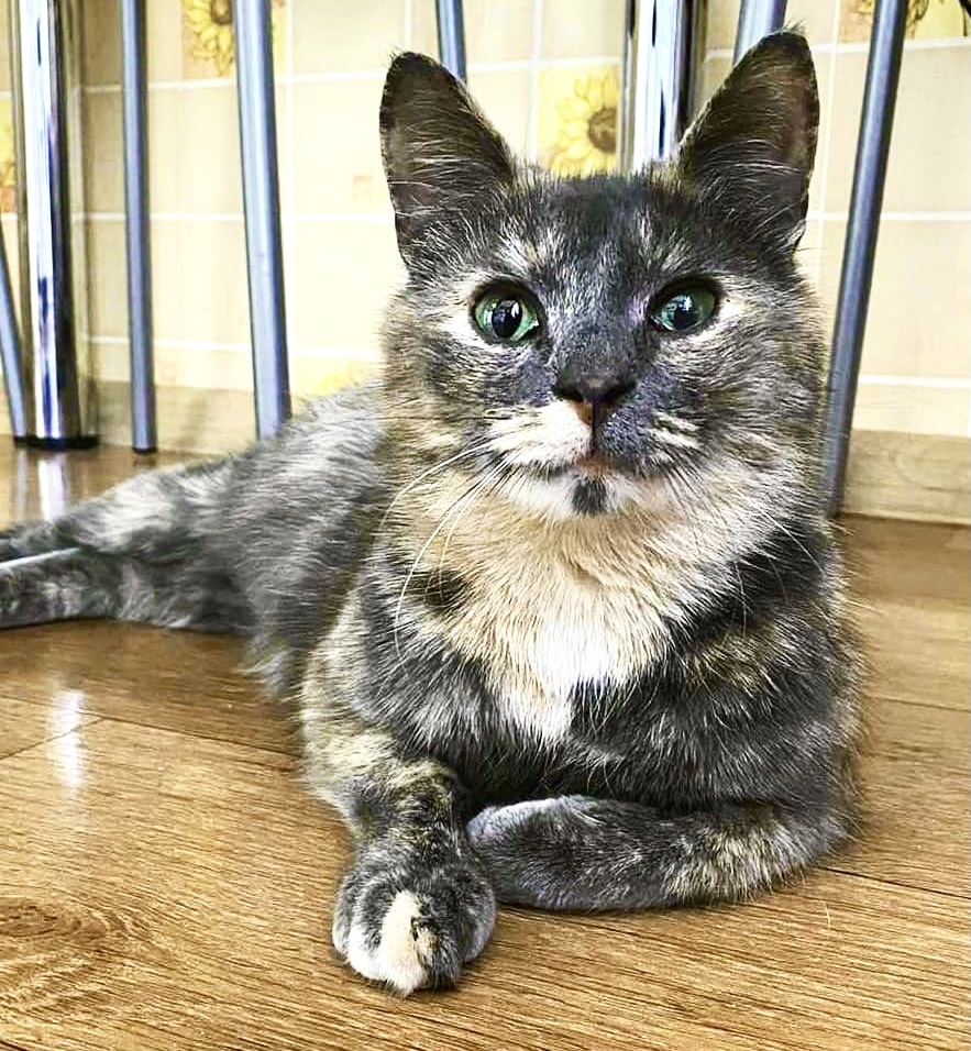 Фото автора. Моя бывшая подопечная кошечка Шанель