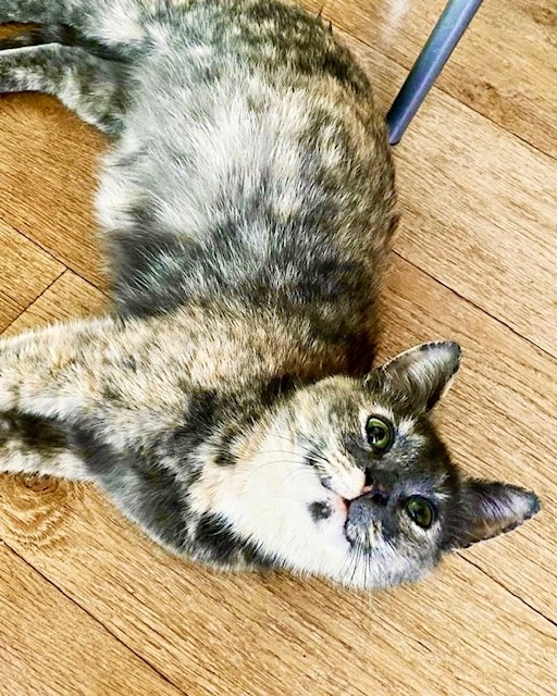 Фото автора. Кошки не плачут, но, кажется, Шанель умеет улыбаться😊