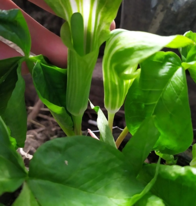 Фото из огорода.