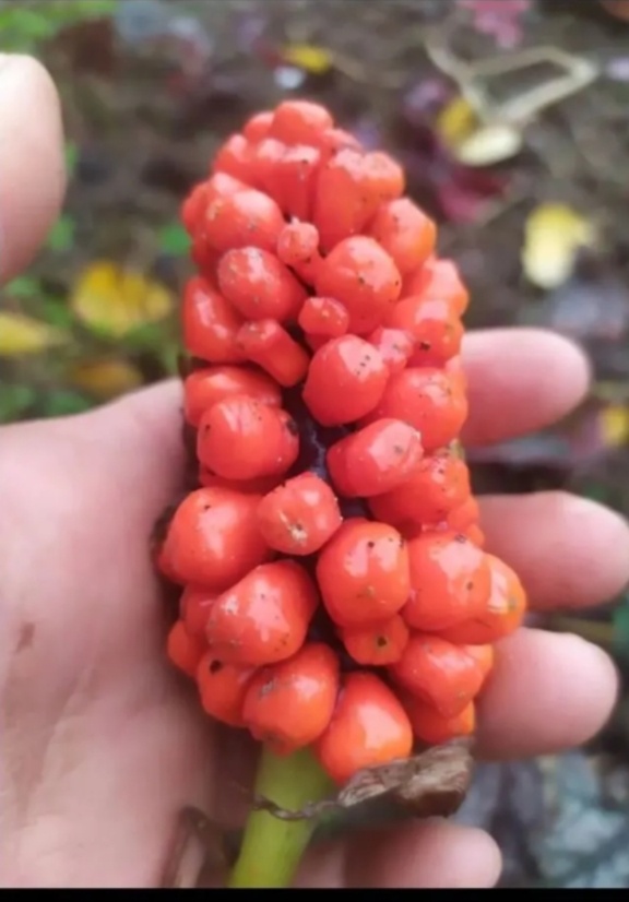 Фото из огорода.