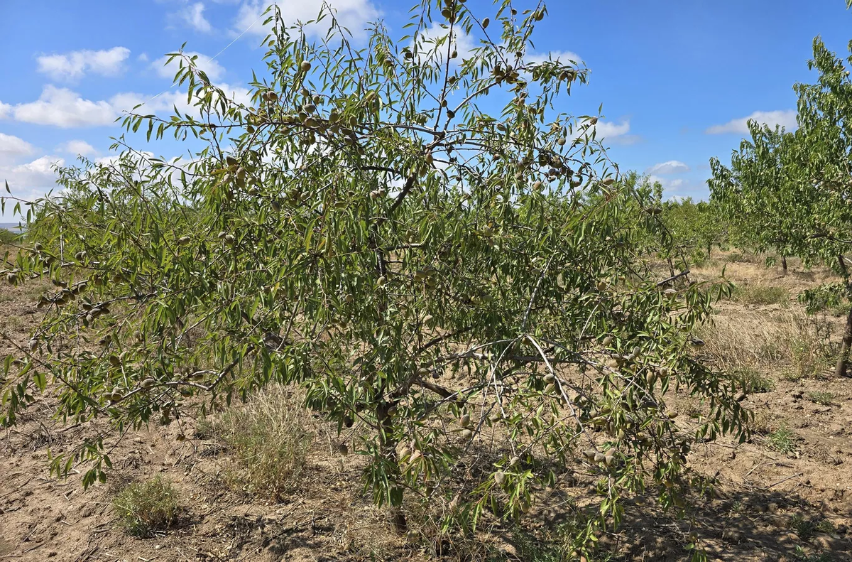 Романа Фурсенко