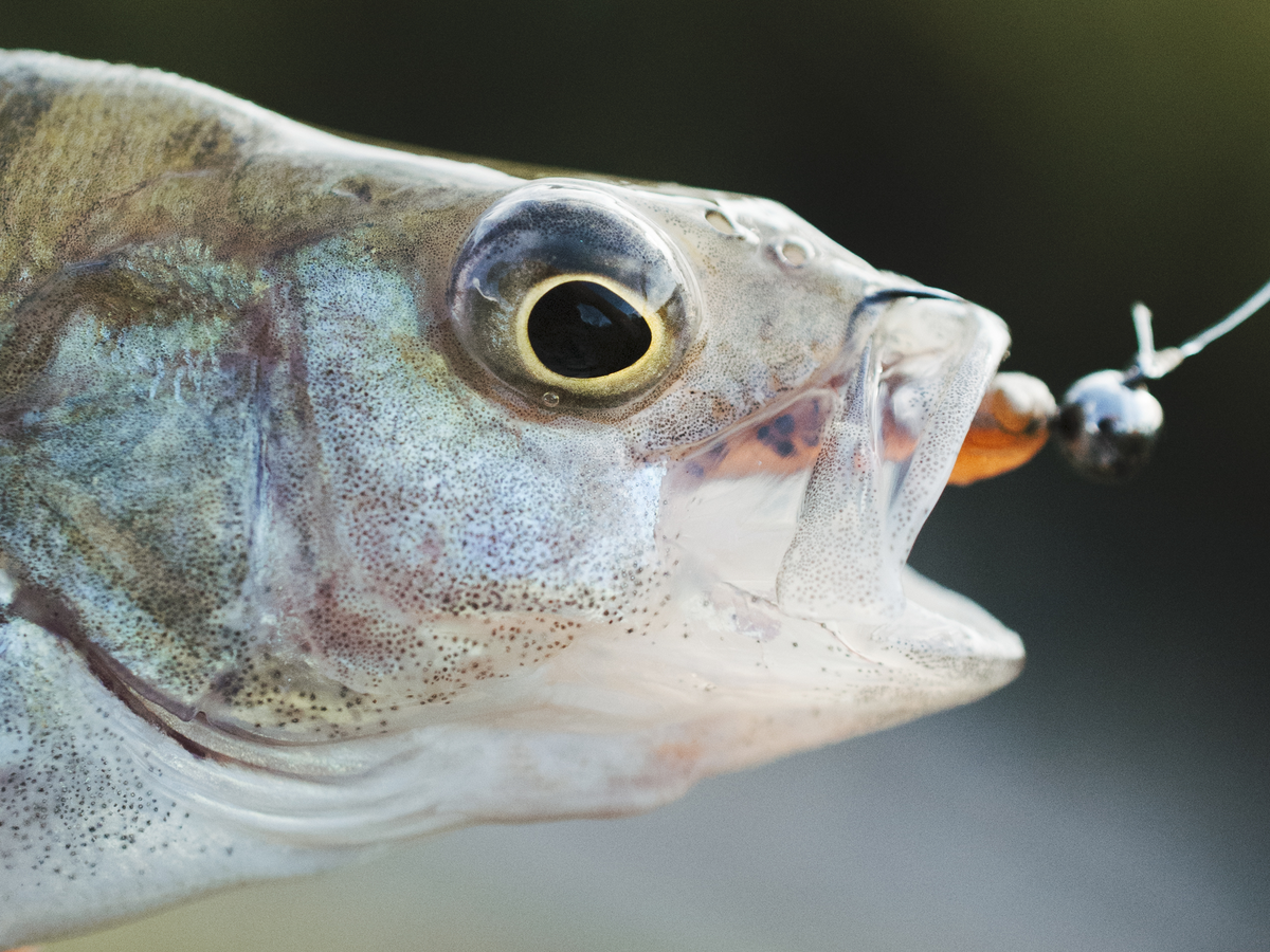 Рыба сама заглатывает крючок, когда думает, что перед ней вкусная и привлекательная еда, а на самом деле - это хитро приготовленная рыбаком наживка. Фото - Freepik