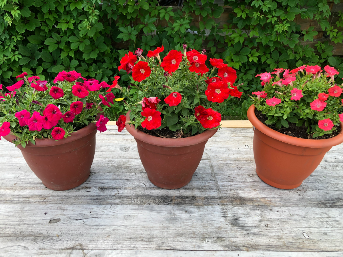 Петунии серия Опера в кашпо 12 л тоже на Осмокоте, начало июля 2022