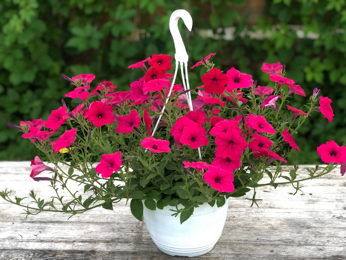 Петунии Изи Вейв в кашпо 4,5 л. Тоже на Осмокоте. Начало июля 2022. Листайте вправо