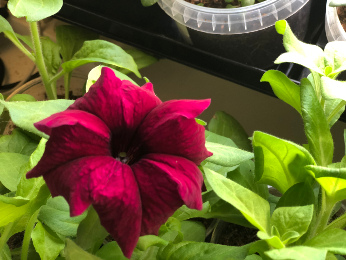 Рассада петуний расцвела прямо на окне 24 марта 2022. Все на Осмокоте. Листайте вправо