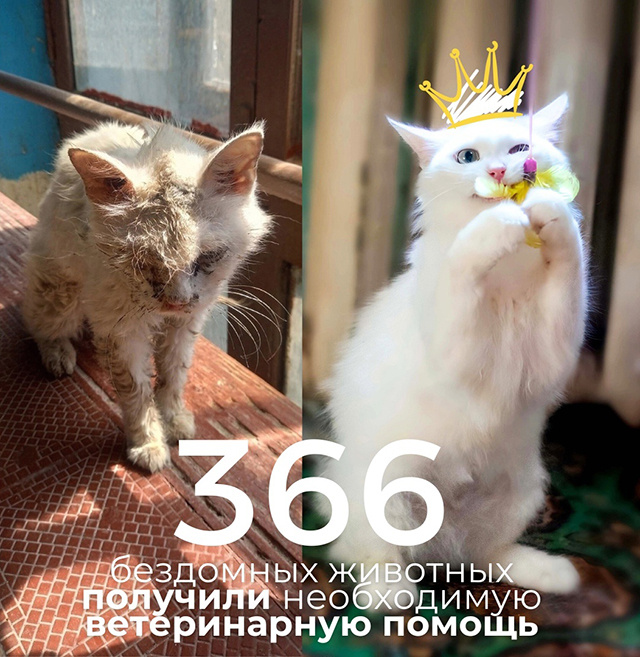 Как помогли животным в Тверской области пережить беду, найти дом, вылечиться