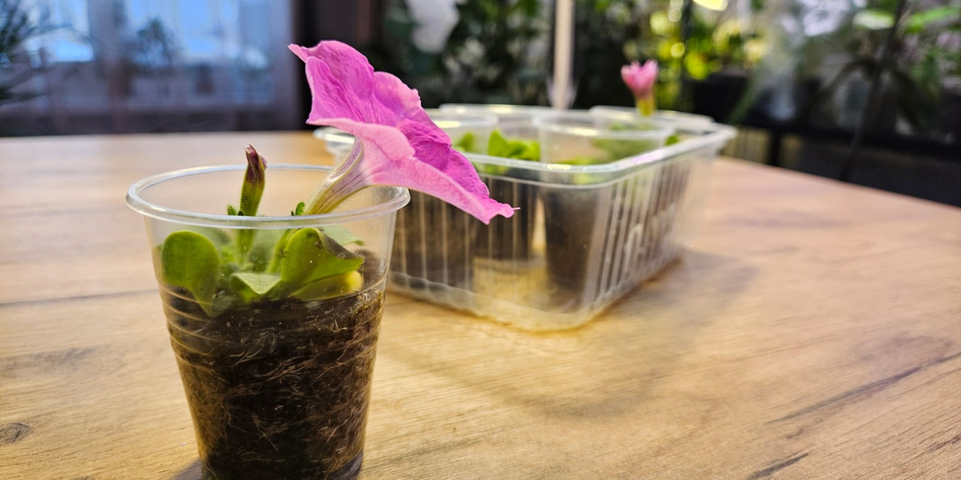 Моим петуниям меньше месяца - а они уже цветут: делюсь базовыми знаниями, с которыми и у вас будет также