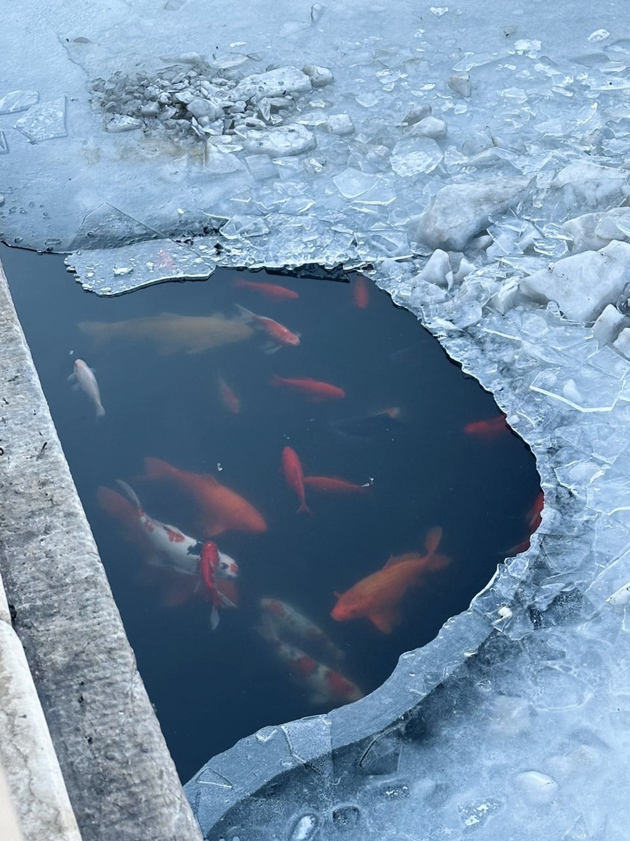 Посмотрим поближе?