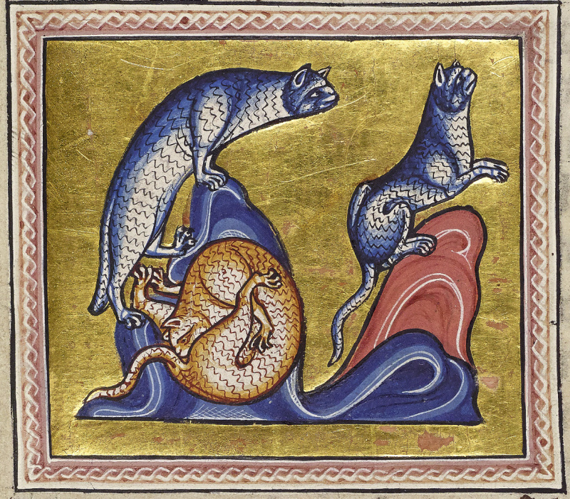 Кошки. «Абердинский бестиарий», XII в. Британская библиотека, Лондон