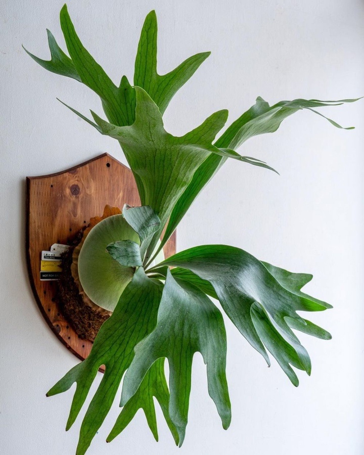 Источник фото https://m.vk.com/wall-18162260_106320