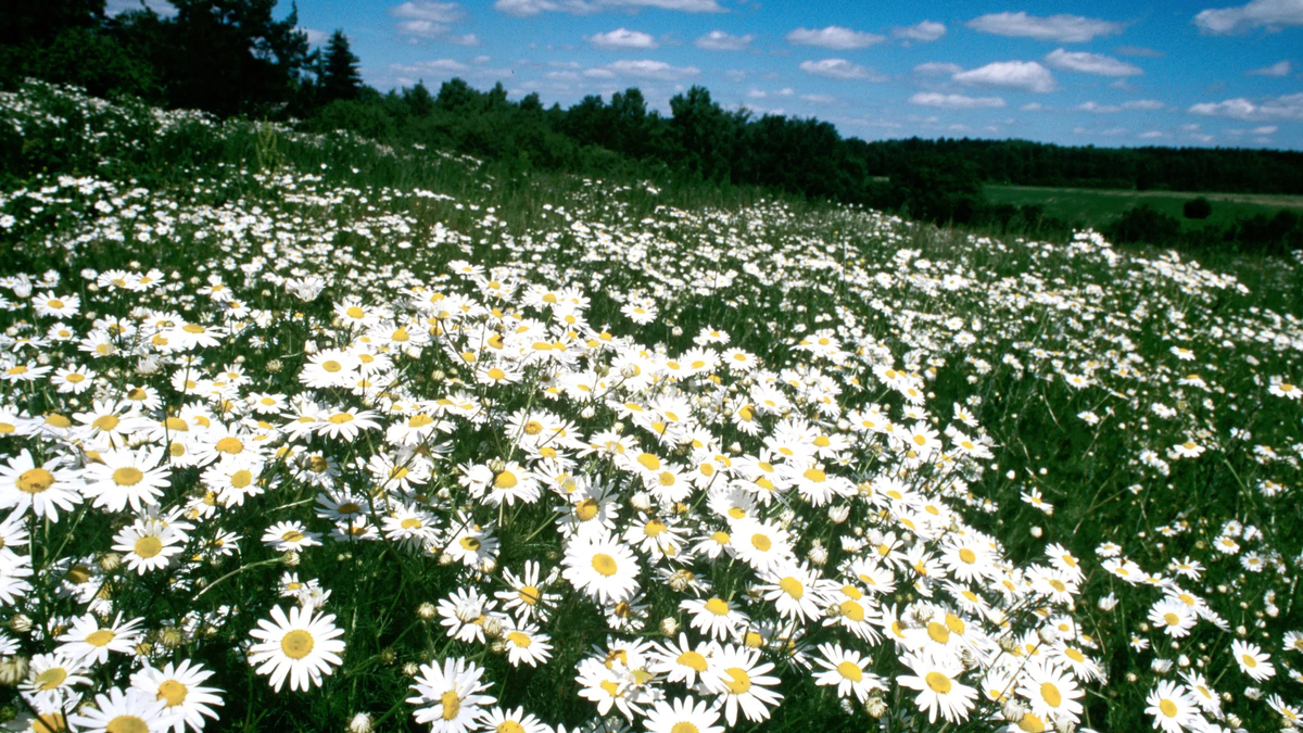 © photo: Sputnik / Sergei Subbotin