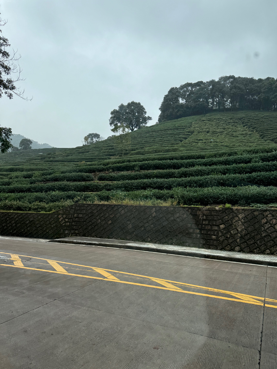 Плантации чая