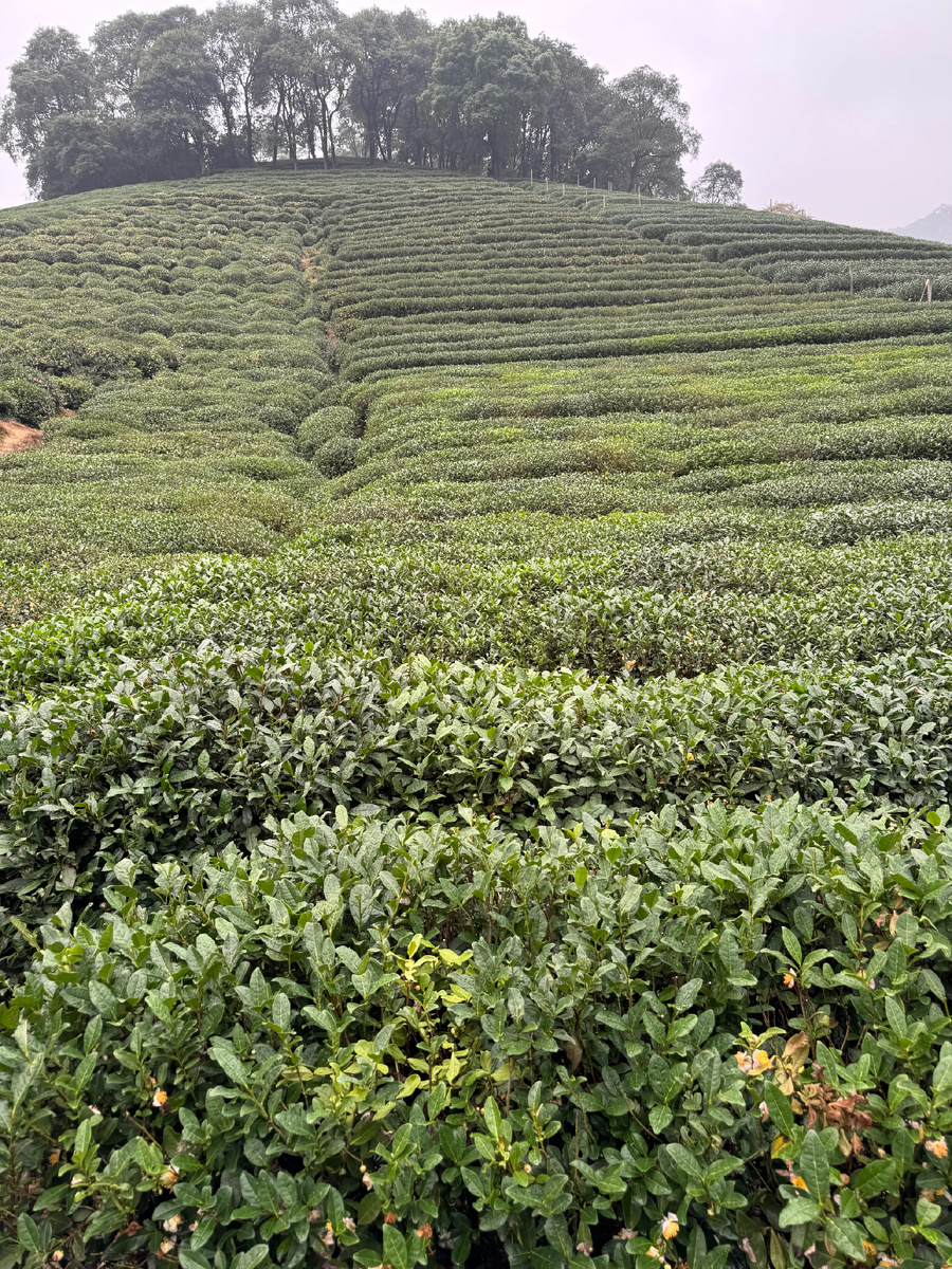 Плантации чая