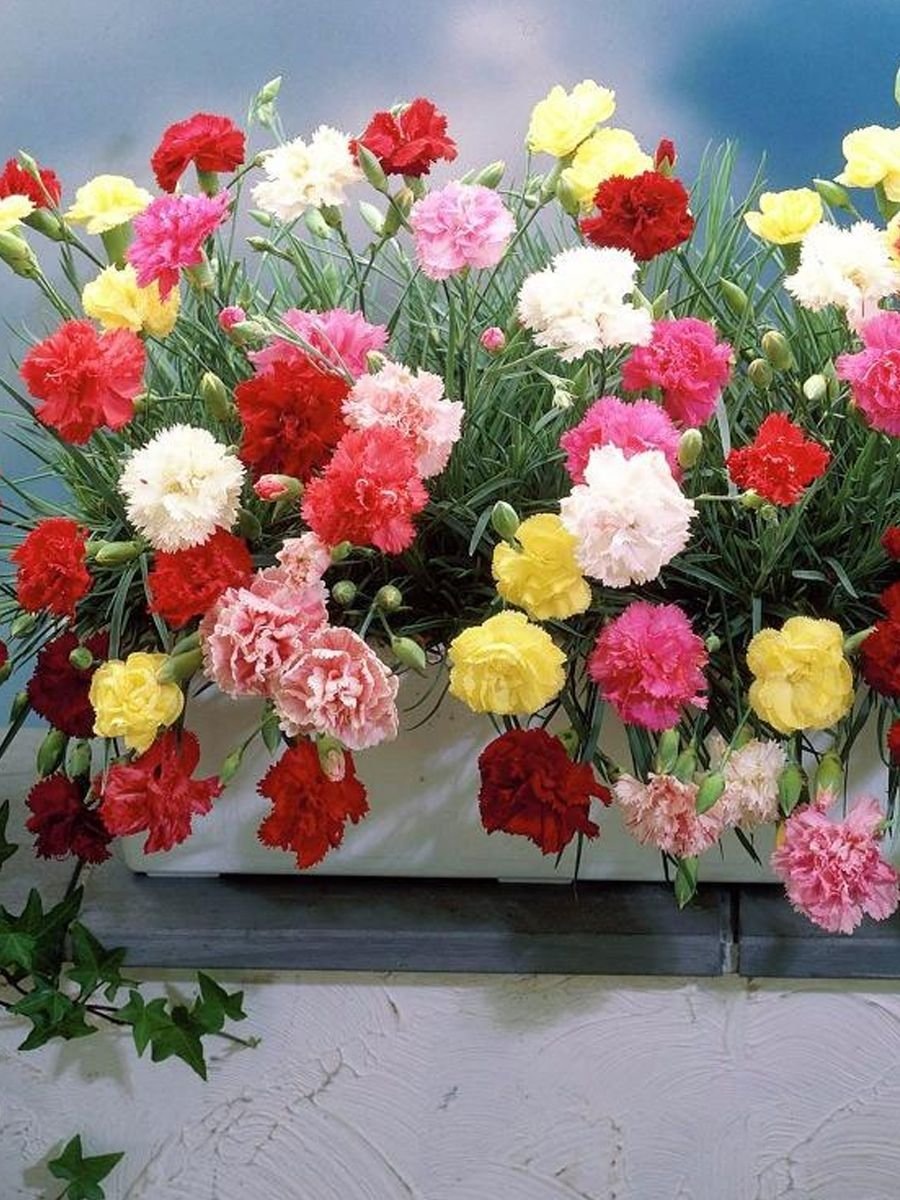 фото взято с сайта  klau.club