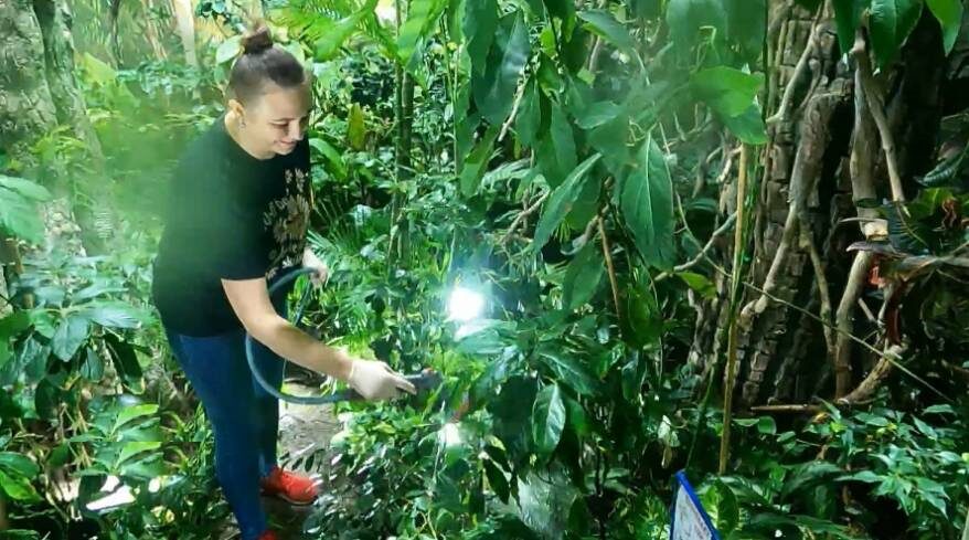 В Приморском океанариуме вырастили завязи плодов экзотического хлебного дерева