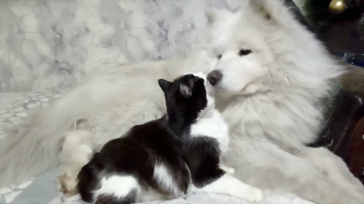 Умка и Кася