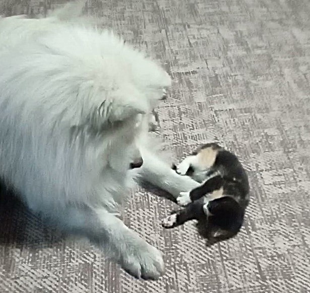 Самоеды любят котят