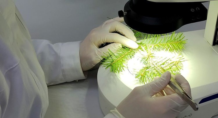    Чем может быть опасен простой пихтовый веник