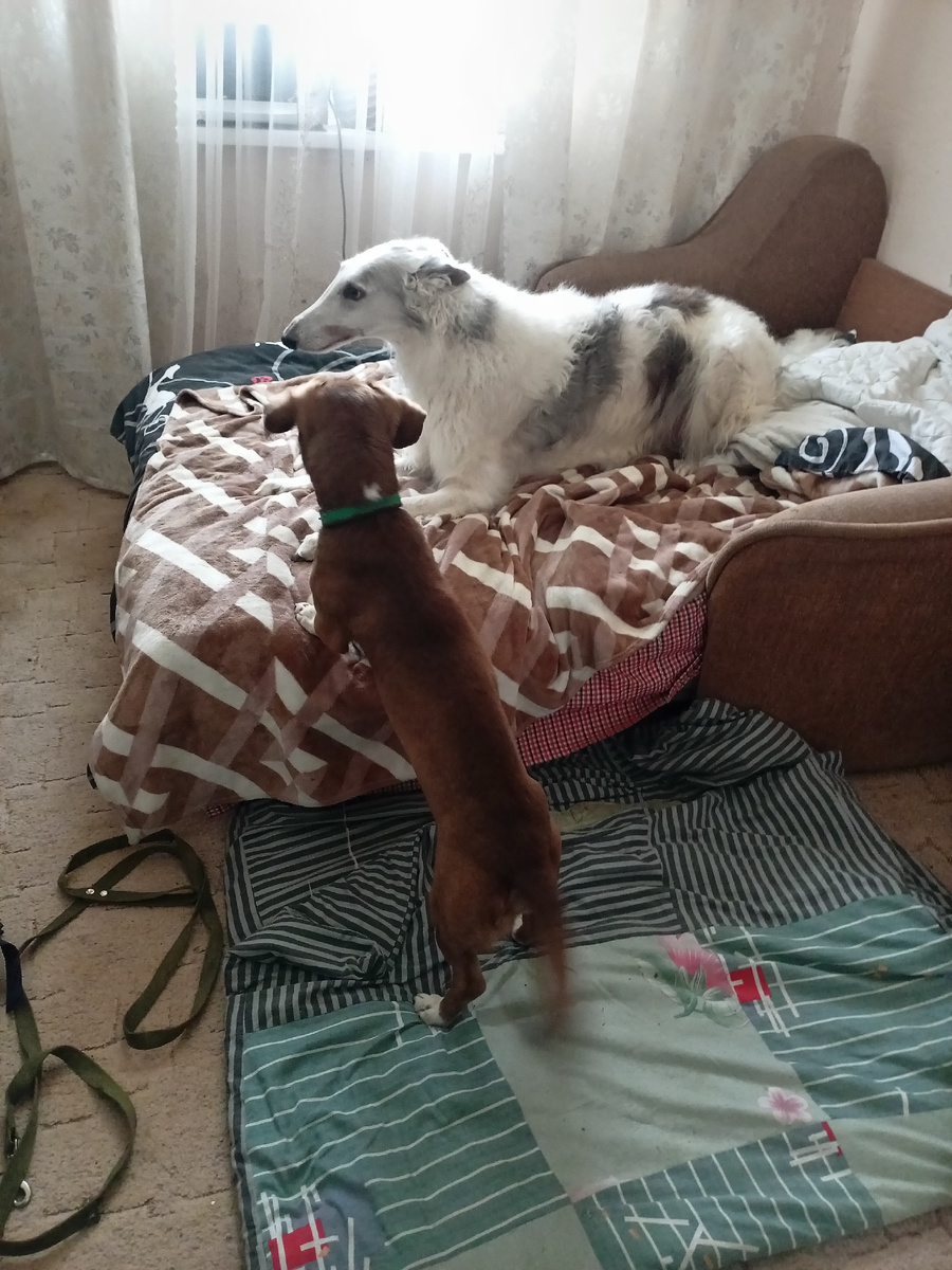 Попытка строить Толяна