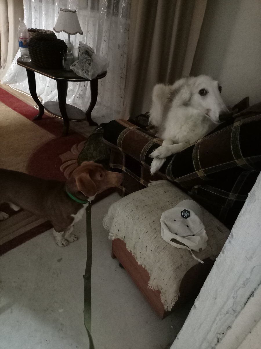 Противостояние