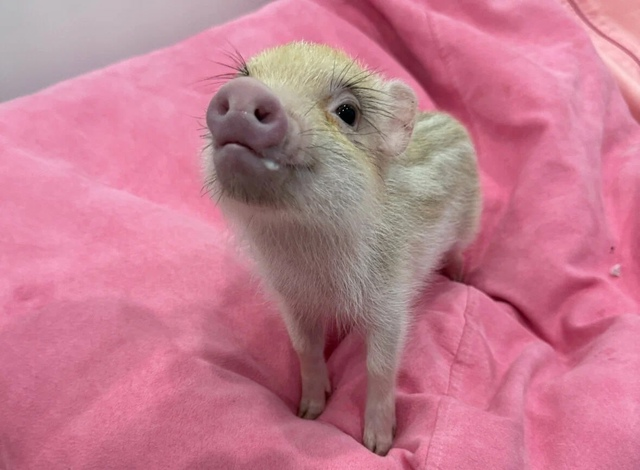 А вот так примерно выглядел Васька