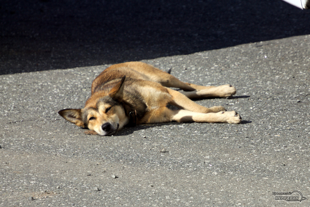    Фото: Ольга Аникина © ИА «Уральский меридиан»