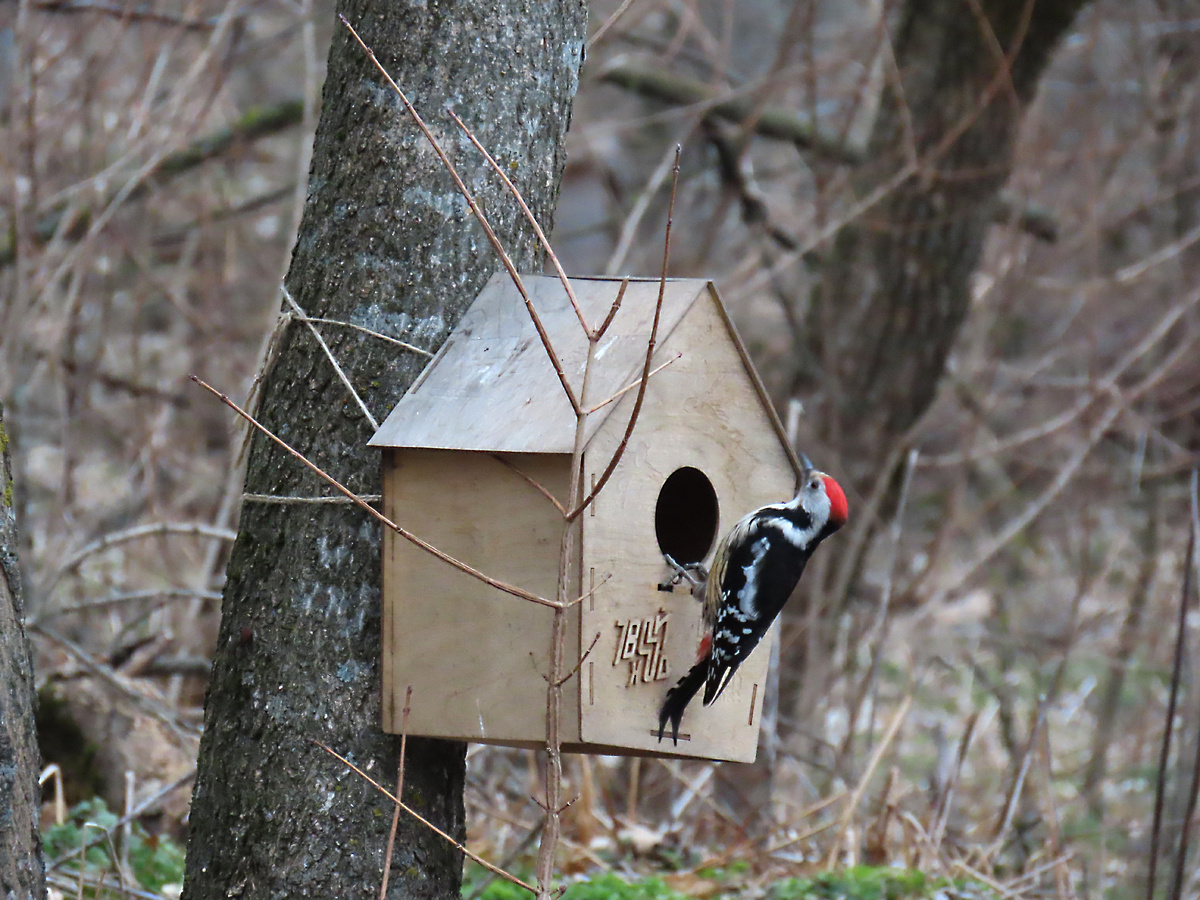 Железноводский лес идеально подходит для тех, кто хочет почувствовать себя Белоснежкой (февраль 2025 года)