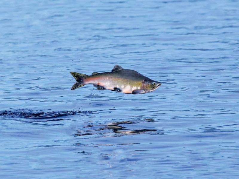 Рыба горбуша в полёте