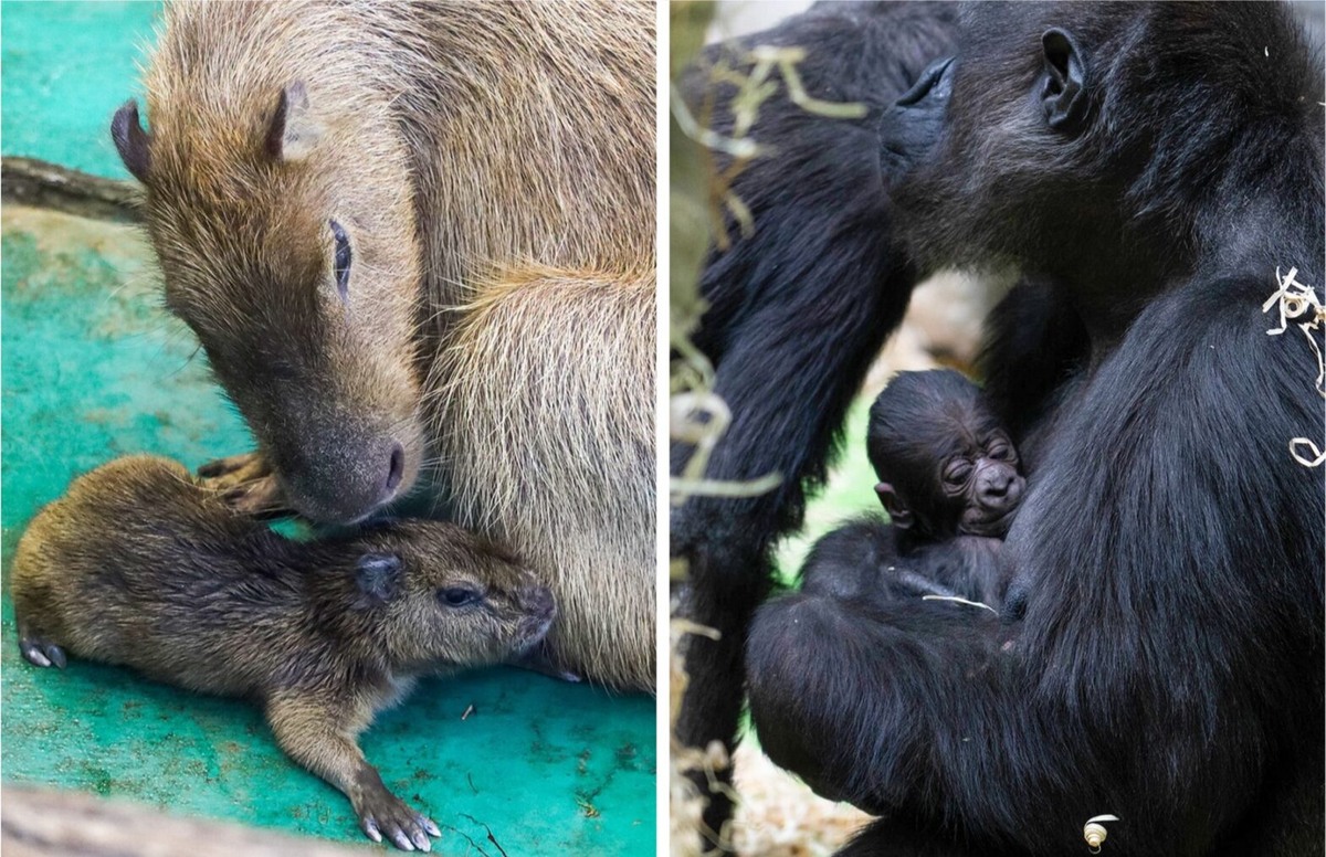    Фото: архив пресс-службы Московского зоопарка