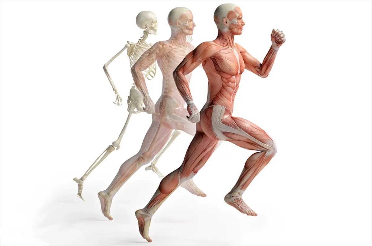    Жир или вода?