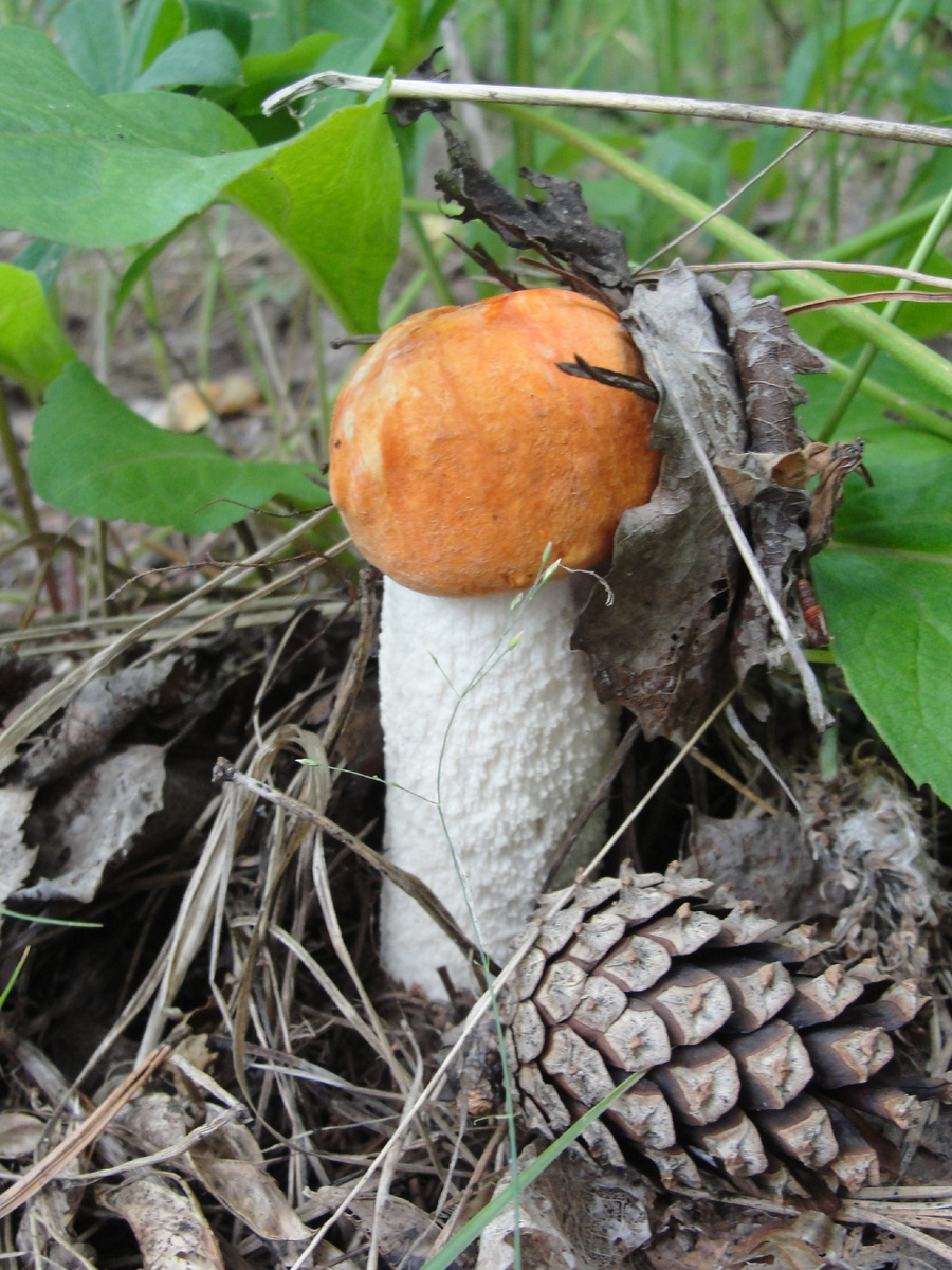 Фото Старого Солдата