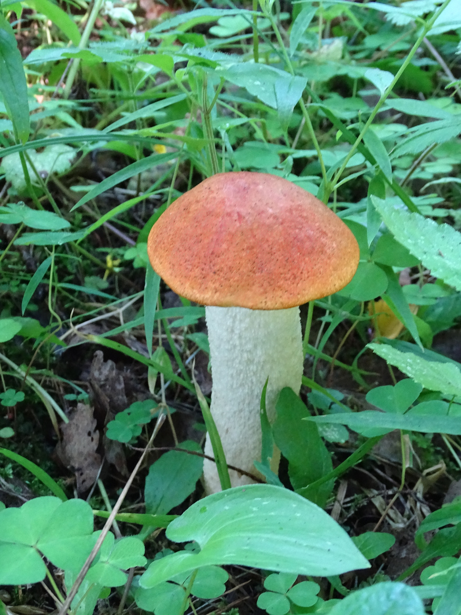 Фото Старого Солдата