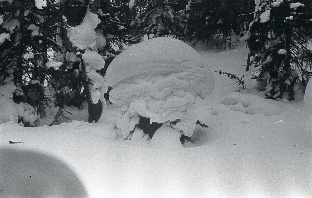 На опушке. Из открытого доступа.
