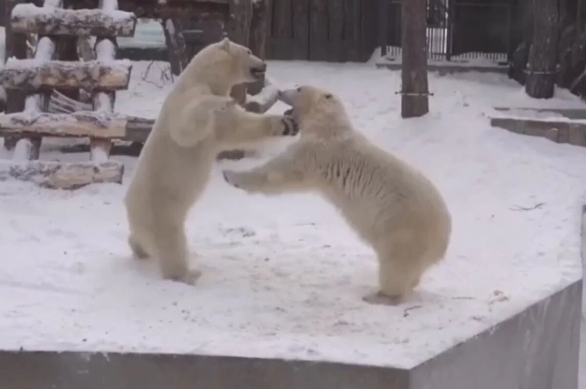    Белые медведицы устроили дружескую драку в зоопарке Новосибирска: фото