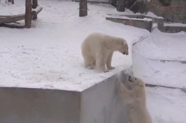    Фото: Telegram-канал АСТ-54 Black/ Очевидец