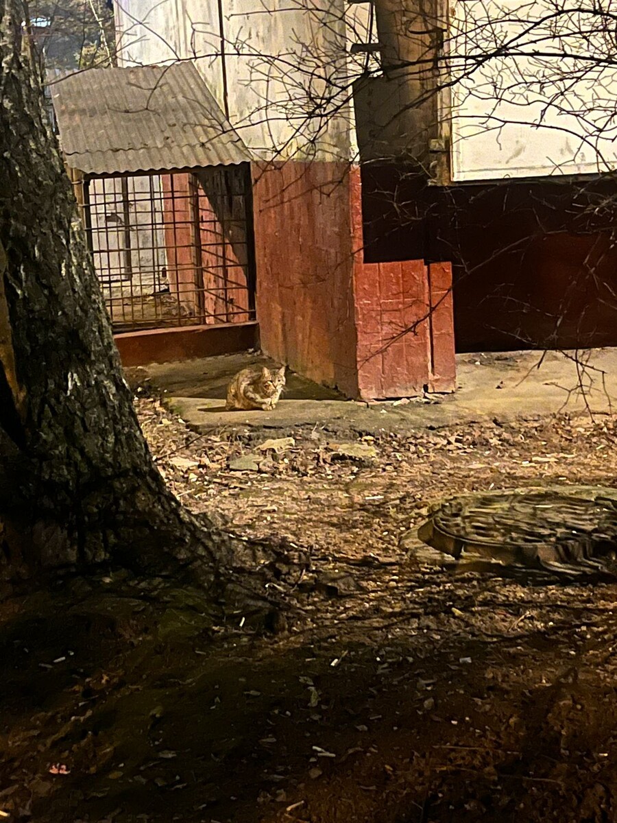 Никаких самовыгулов, кот нагулялся