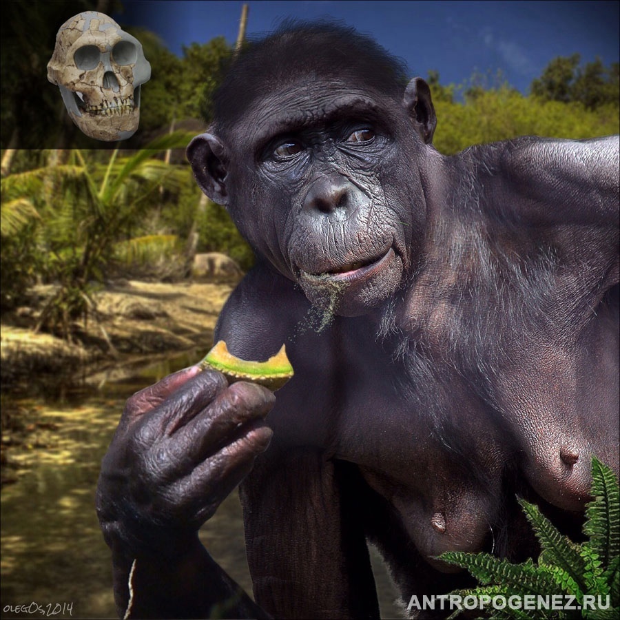 Paranthropus robustus. (череп DNH 7 ''Эвридика''). Реконструкция выполнена Олегом Осиповым для АНТРОПОГЕНЕЗ.РУ