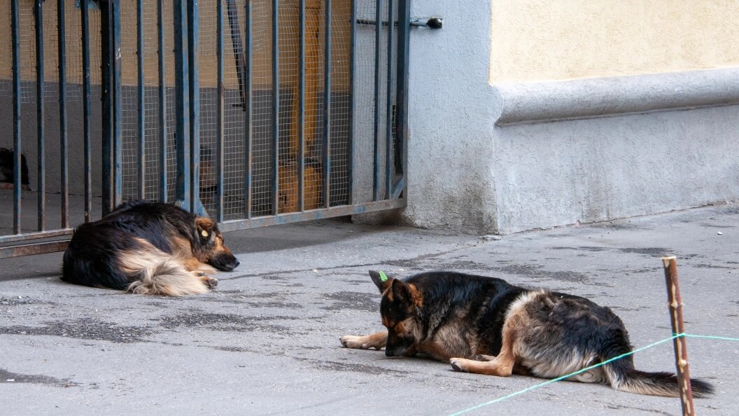    © Svetlana Vozmilova/Globallookpress