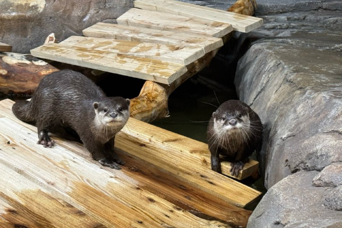    Фото: Екатеринбургский зоопарк