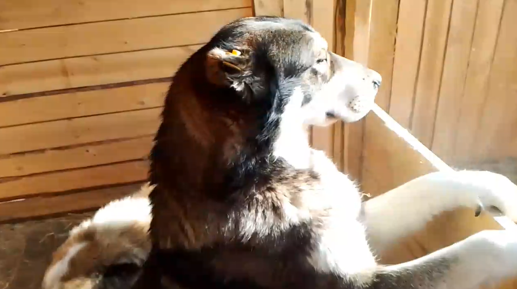 Таким Яша был ещё совсем недавно