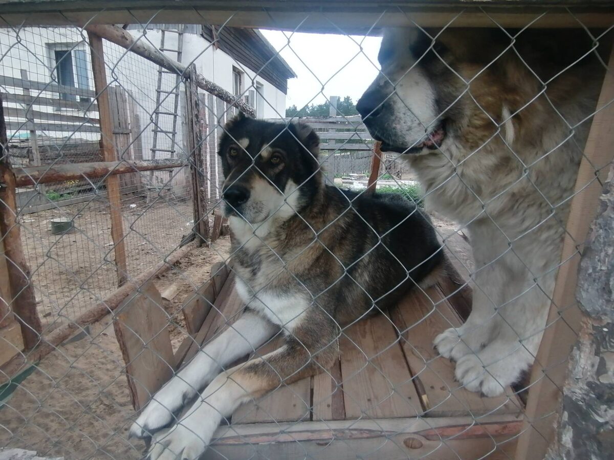 А таким Яша когда-то появился в "Надежде"