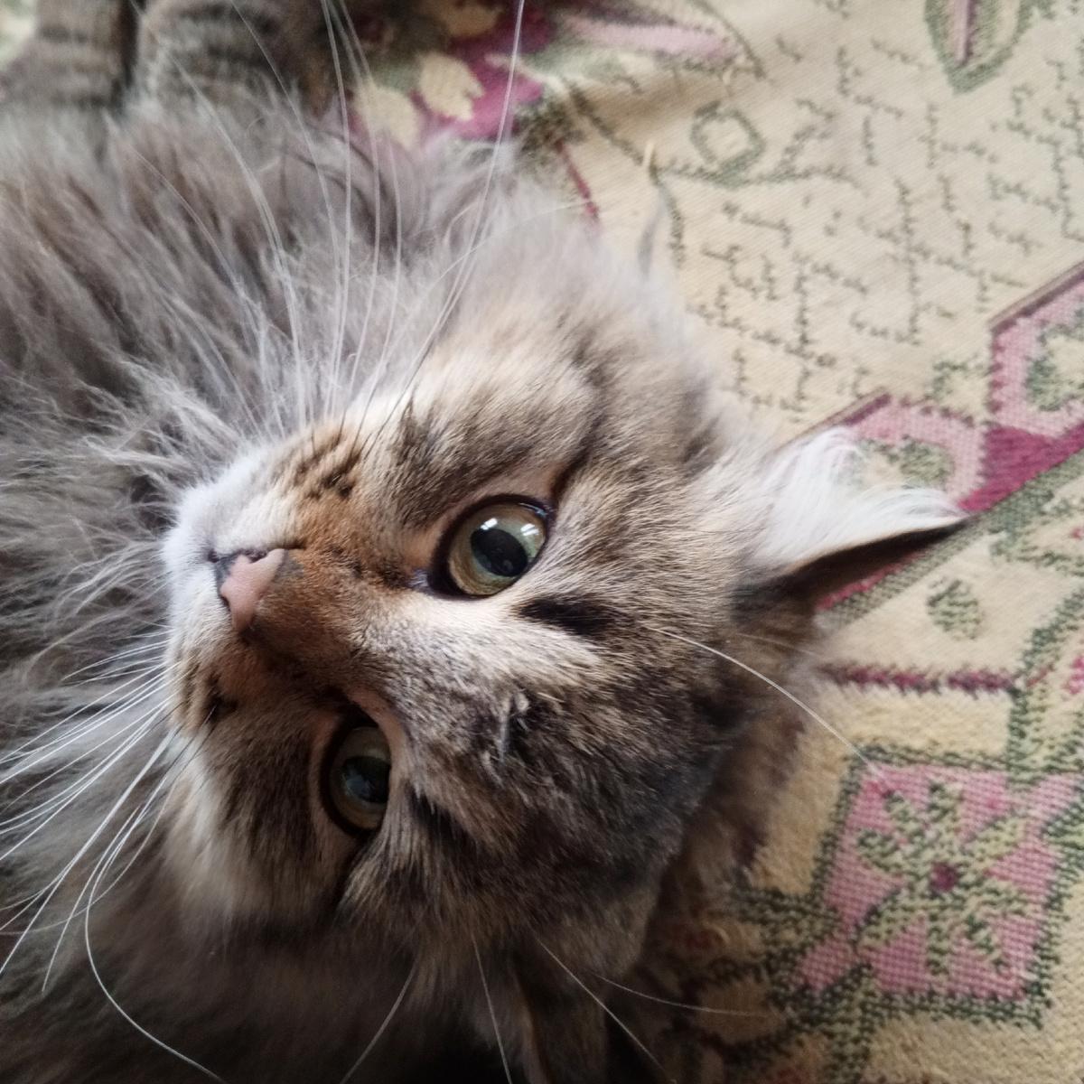 Кузя тоже считает, что ничего просто так не происходит