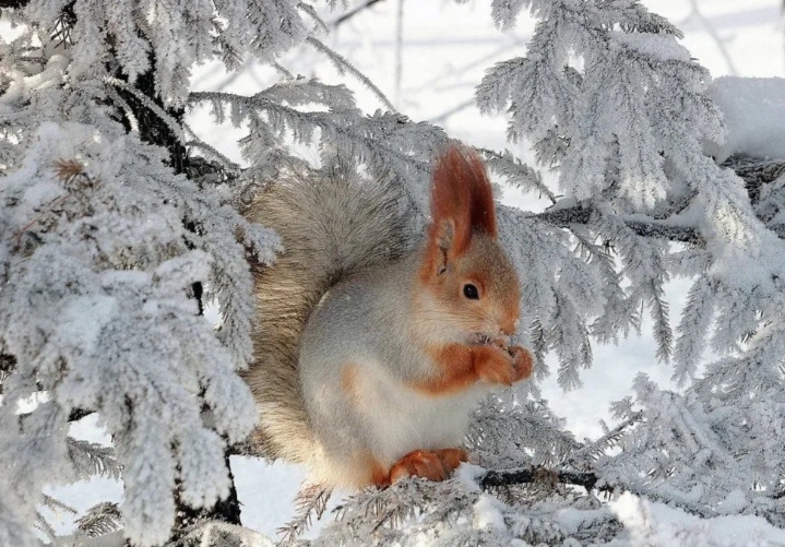 Скоро весна 