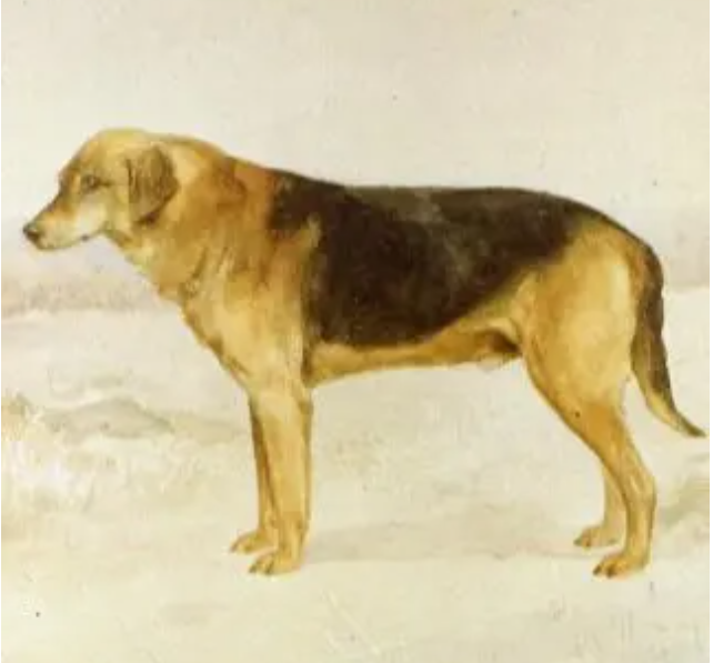 АКВАРЕЛЬ - Эталон русской гончей  Добывай вл. Белоусов. 