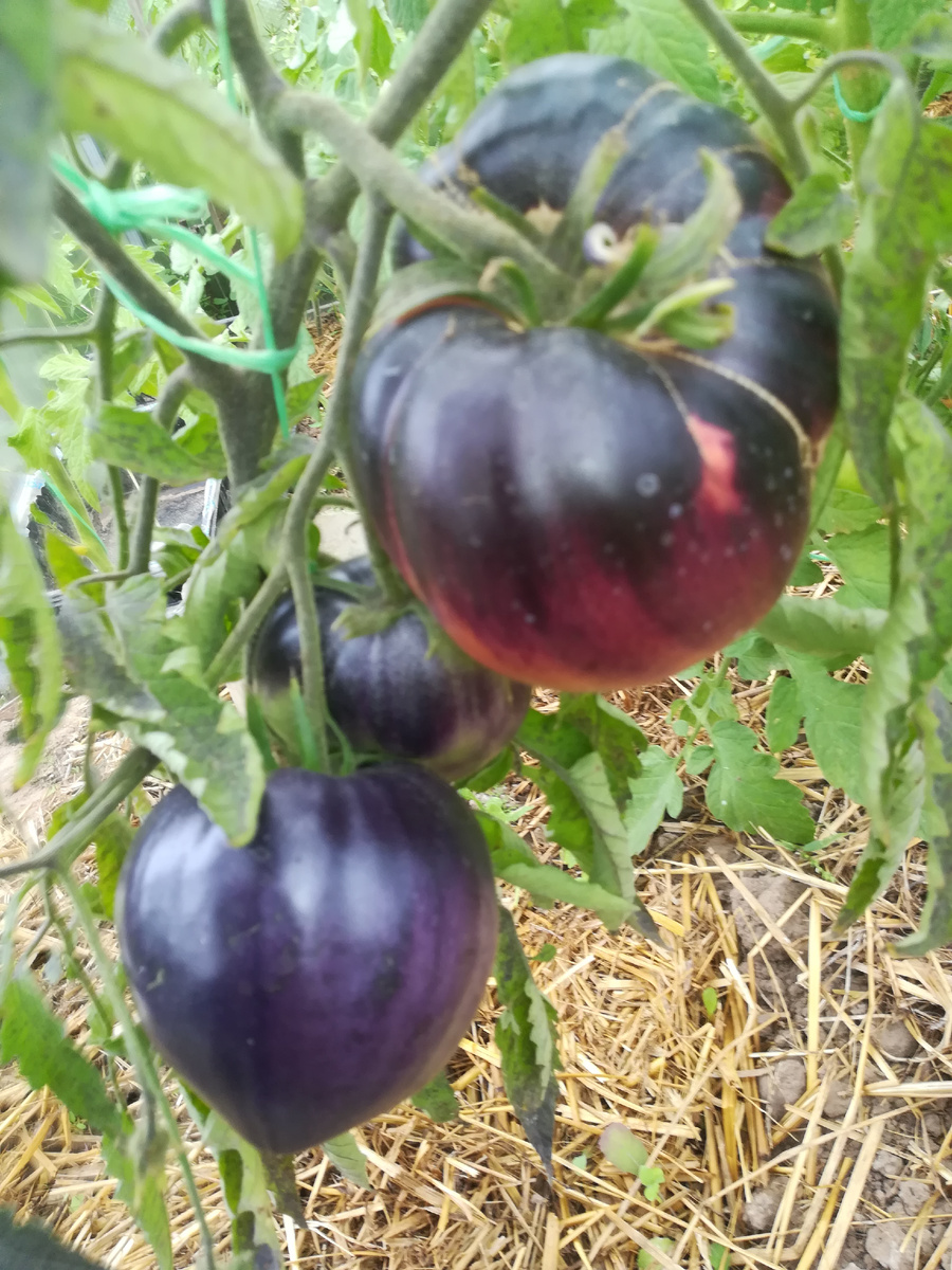 "Сержант Пеппер" поспевает в теплице