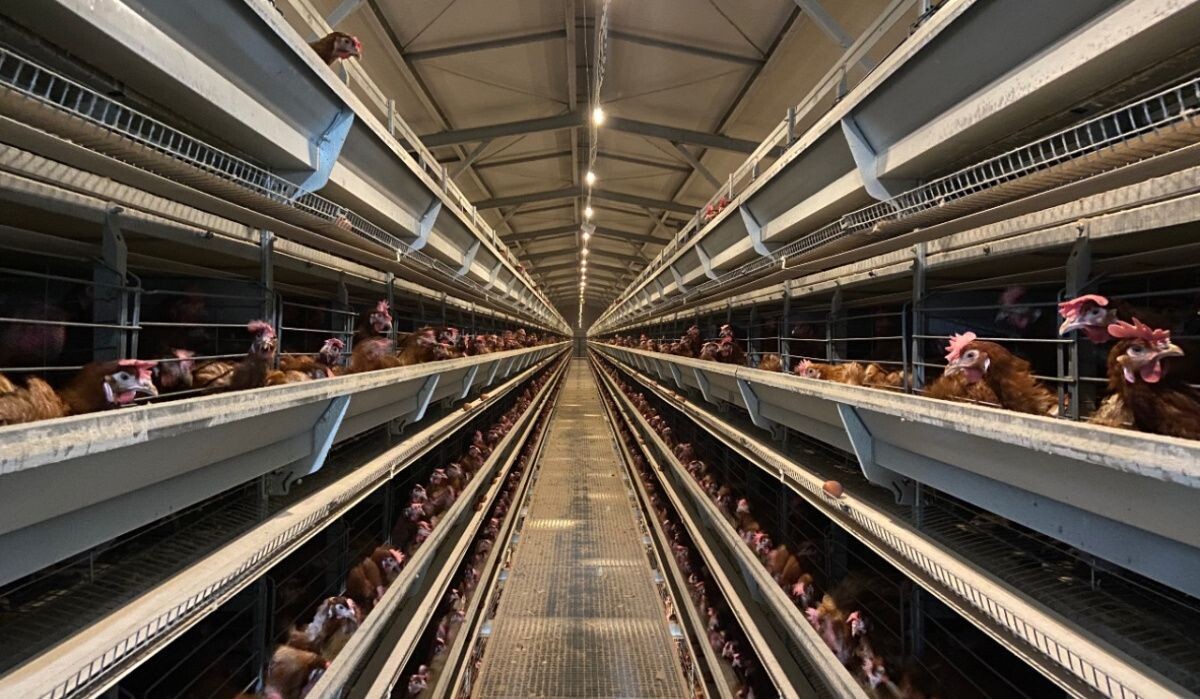     Корпус птицефабрики. Источник: АОН Автор фото: Никита Белов