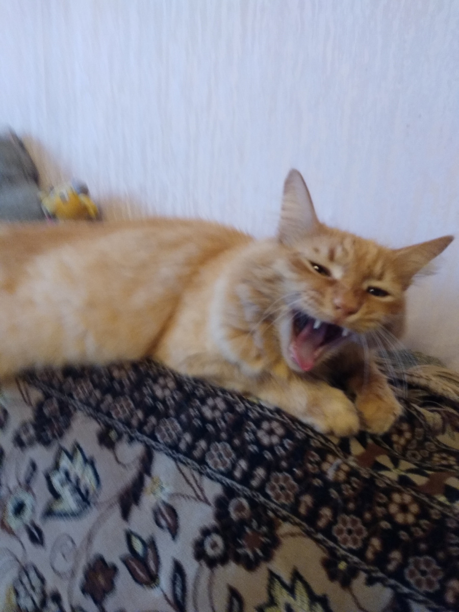 Это наш кот Тихон